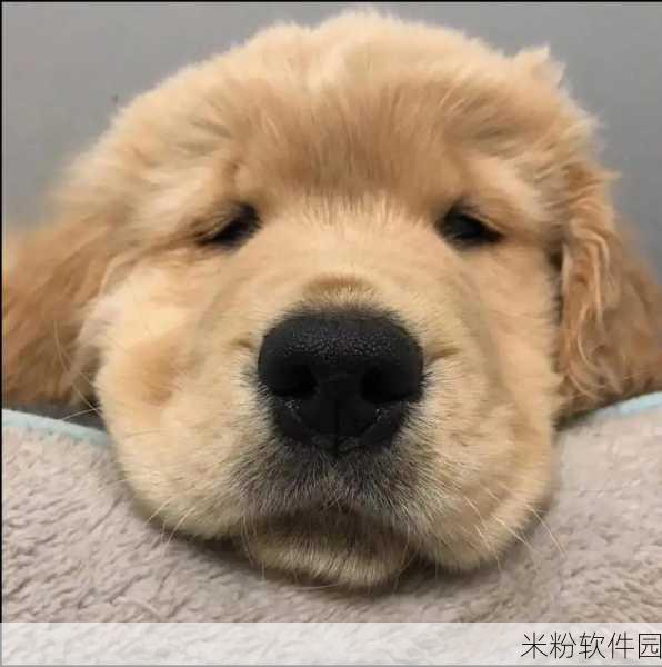 puppy：探索可爱小狗的各种趣味与养护知识分享