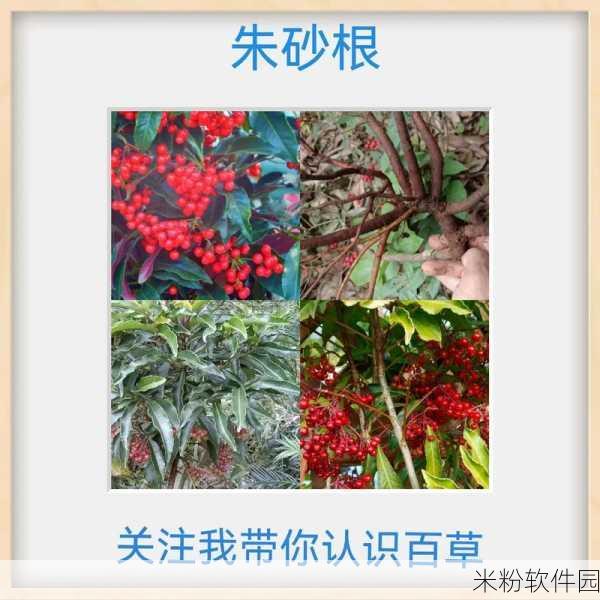 果冻李琼还有别名字吗：果冻李琼的其他别名及其种植价值分析