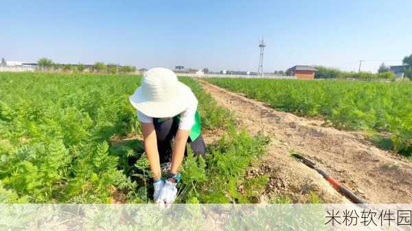 两个人在一起拨萝卜的软件：“亲密合作：一起挖掘快乐与萝卜的互动体验”