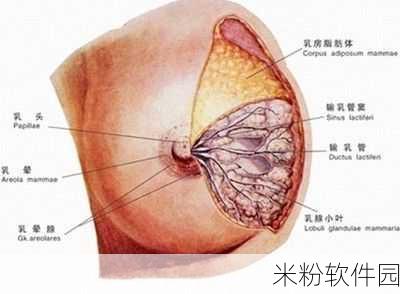 八重神子乳腺增生：深入解析八重神子的乳腺增生病理与治疗方案