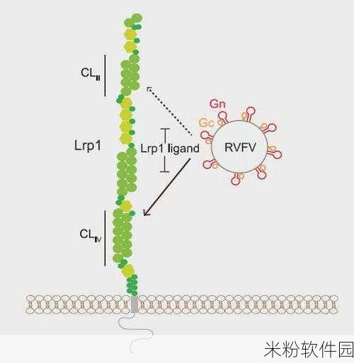 LRP1毕业：探索LRP1在细胞信号传导中的新角色与应用前景