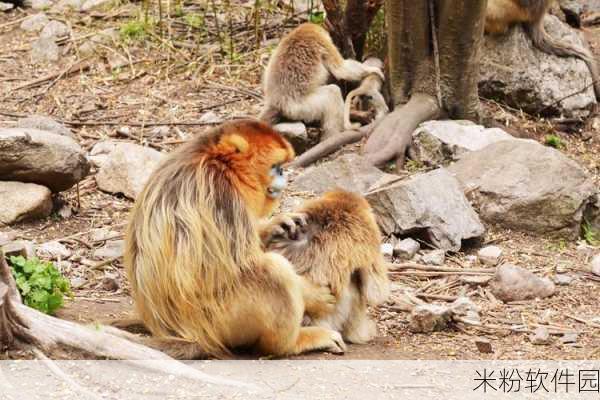 打牌生猴子的视频大全软件：畅享棋牌乐趣：打牌生猴子视频全集大汇聚