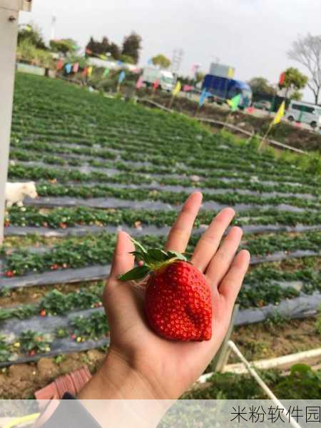 草莓视频的视频：新鲜草莓视频：探索甜美果实的奇妙世界与健康秘密！