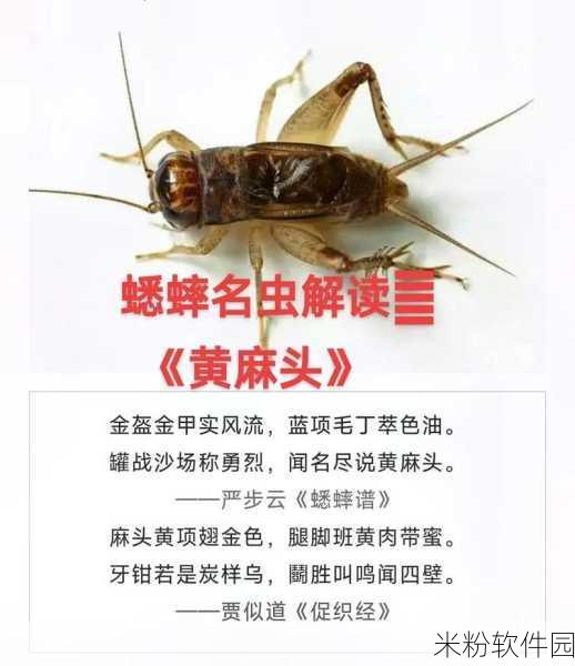 蛐蛐也疯狂，新手快速培养蛐蛐全攻略