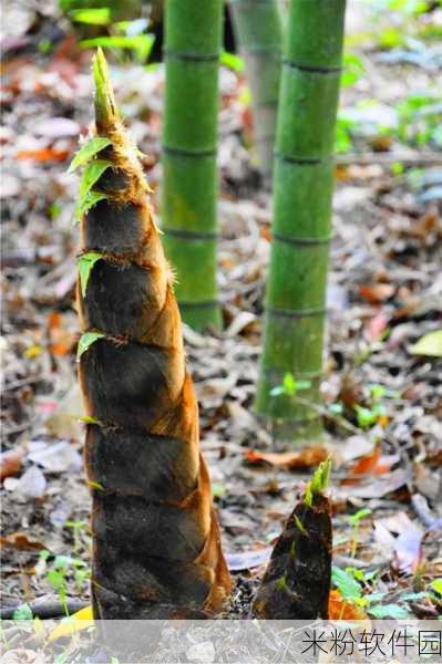 桃源深处有人家竹笋获取攻略，新手玩家的竹林探险指南