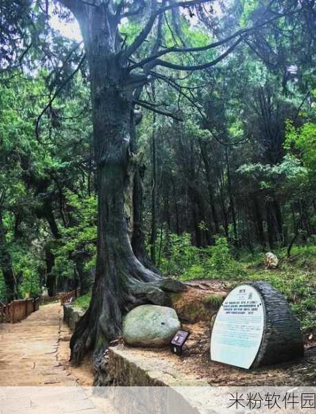 魔兽 漫游古树：魔兽世界：探秘古树的神秘旅程与冒险之路