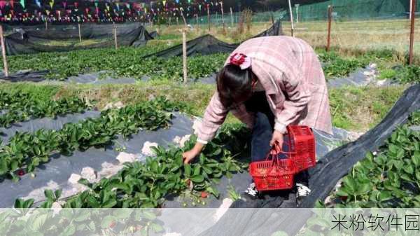 草莓无限观影次数：草莓狂欢：开启无限次观影的甜蜜旅程