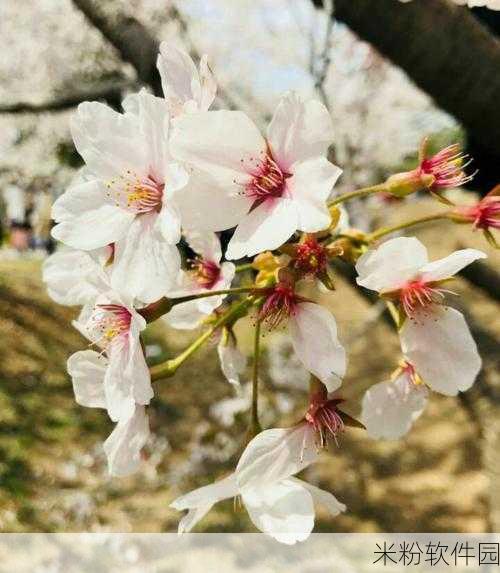 病勤楼栋1-12樱花未增减：病勤楼栋1-12樱花树种植情况未发生增减变化的分析