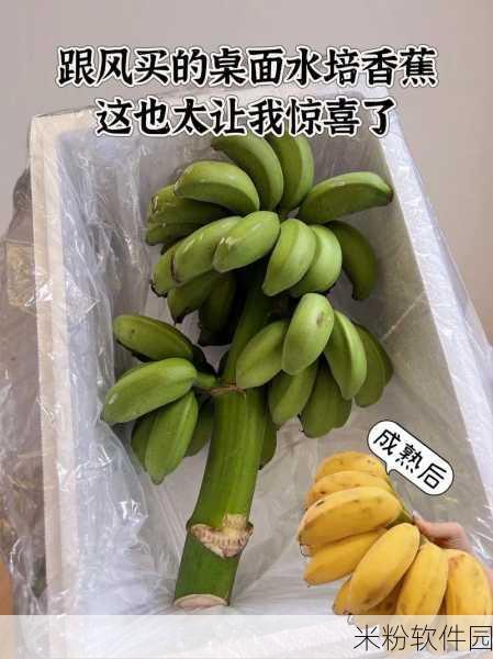 7160香蕉视频：掌握7160香蕉视频的独特魅力与精彩内容！