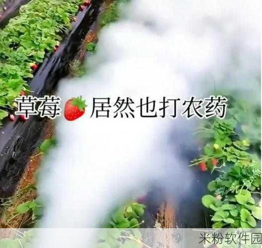 草莓视频成年