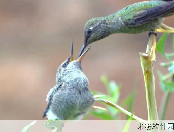 老人玩小处雌女视频的意义：探讨老年人参与小处雌女视频背后的社会与心理意义