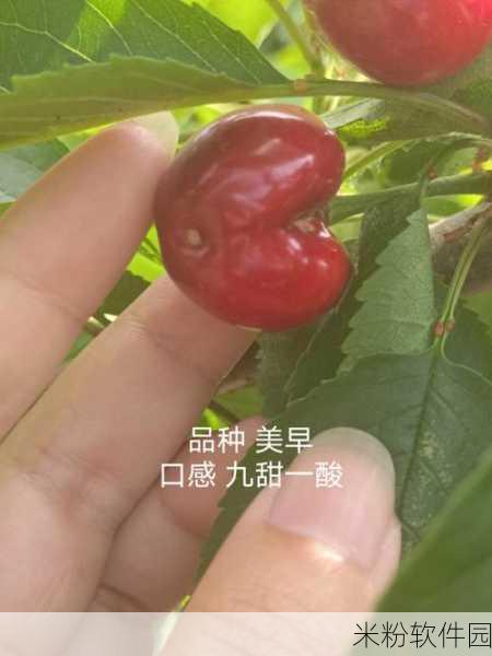 樱桃小视频 在线：樱桃小视频：探索创意短视频的新境界与无限可能