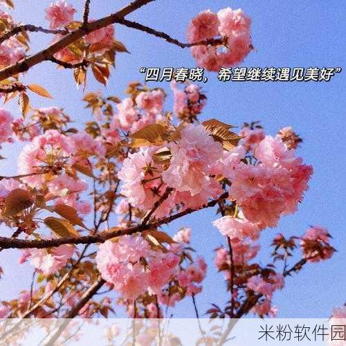 漾出oⅴerflower樱花：在樱花树下感受春日的浪漫与温馨之美