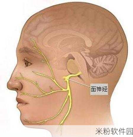 实验4痉挛口吐白沫：实验4：探究痉挛与口吐白沫的关系及其机制分析