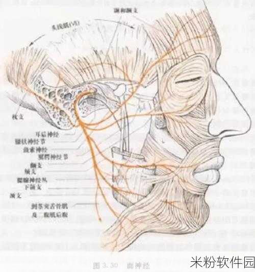 实验4痉挛口吐白沫：实验4：探究痉挛与口吐白沫的关系及其机制分析