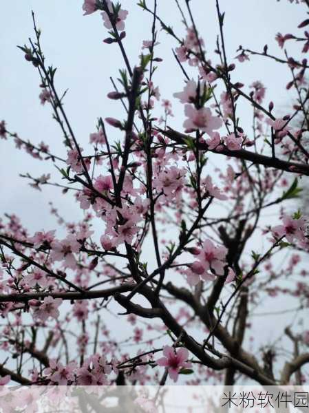 桃花洞口已是溪水潺潺是什么意思：桃花洞口溪水潺潺，春意盎然景色宜人