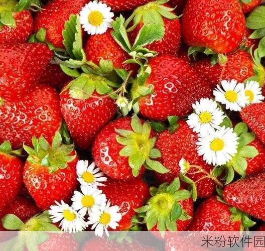 草莓无码视频：草莓诱惑：探索新鲜美味与健康生活的完美结合