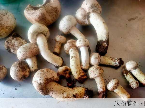 蘑菇视屏黑料：探索蘑菇背后的秘密与真相，揭开黑暗面！