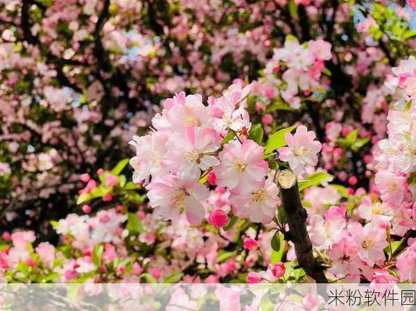 樱花草网：绽放春日美景，畅享樱花草的悠然时光