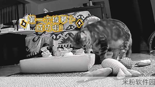 二人世界生猴子：共享甜蜜二人世界，携手迎接小生命的降临