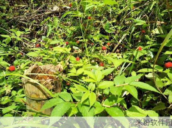 草莓黄色视频：探寻草莓的甜蜜世界：色彩斑斓的视频之旅