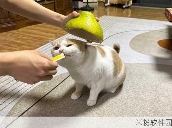 柚子猫圣诞节的礼物在线观看高清：高清在线观看拓展柚子猫圣诞节礼物的精彩内容