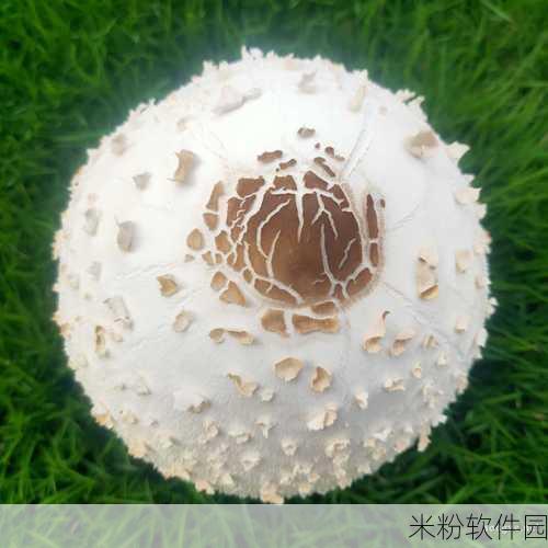 大蘑菇进入子宫的10个原因：探讨大蘑菇进入子宫的十大潜在原因与影响